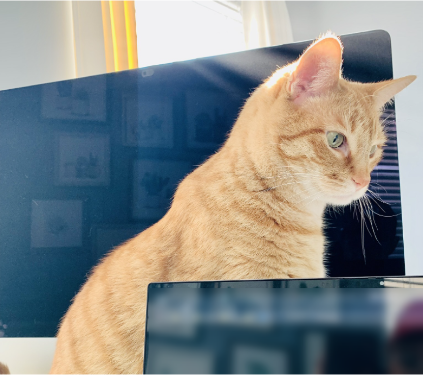 France Au's cat sitting on his laptop 